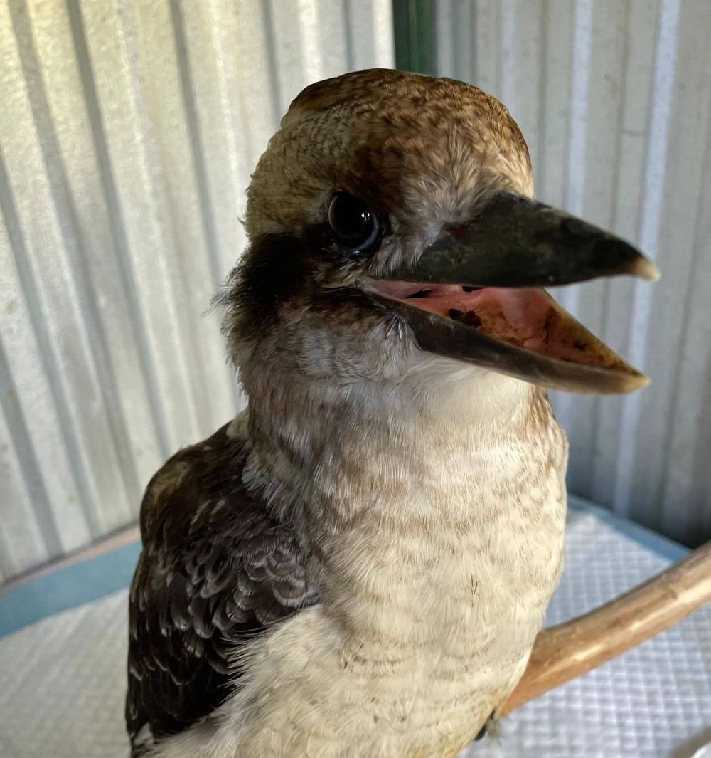 Kookaburras supported by Goolwa’s Wildlife Welfare Org SA, believed to know each other post image