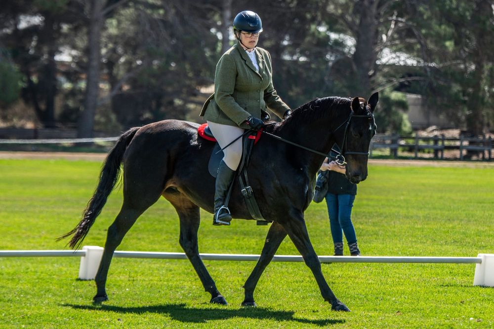 Strathalbyn hosts Morgan horses post image