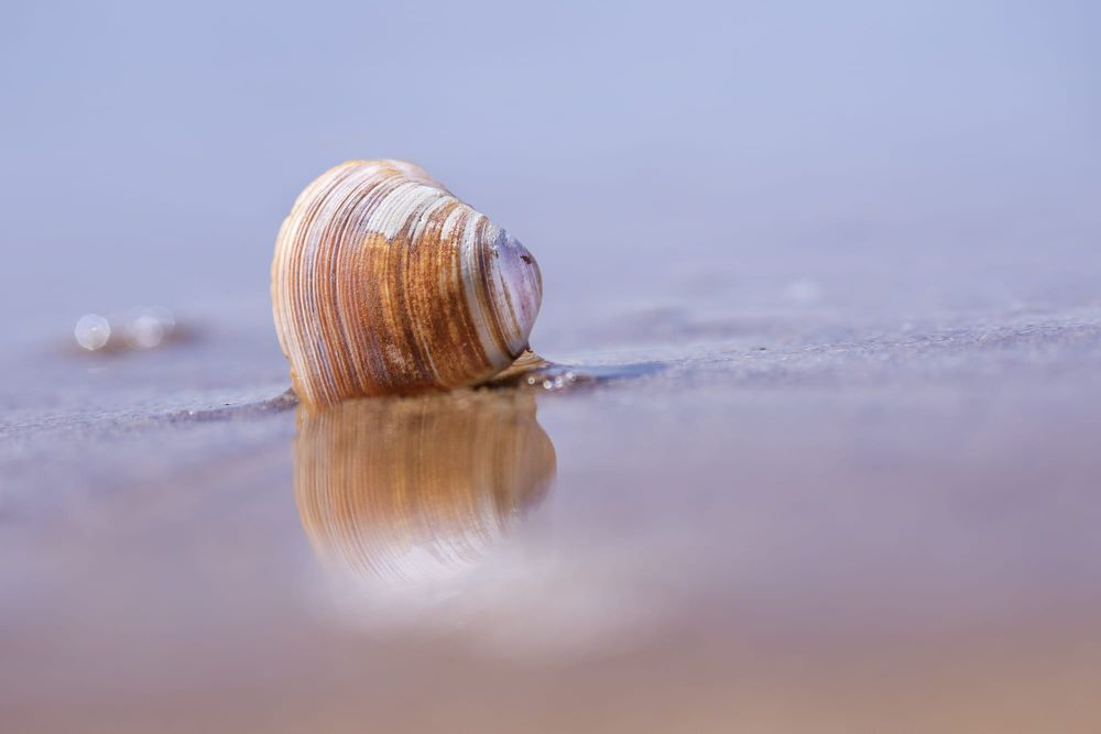 Goolwa Beach pipis back on the menu post image