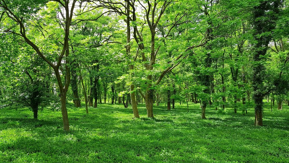 Mount Barker biodiversity offset scheme axed post image