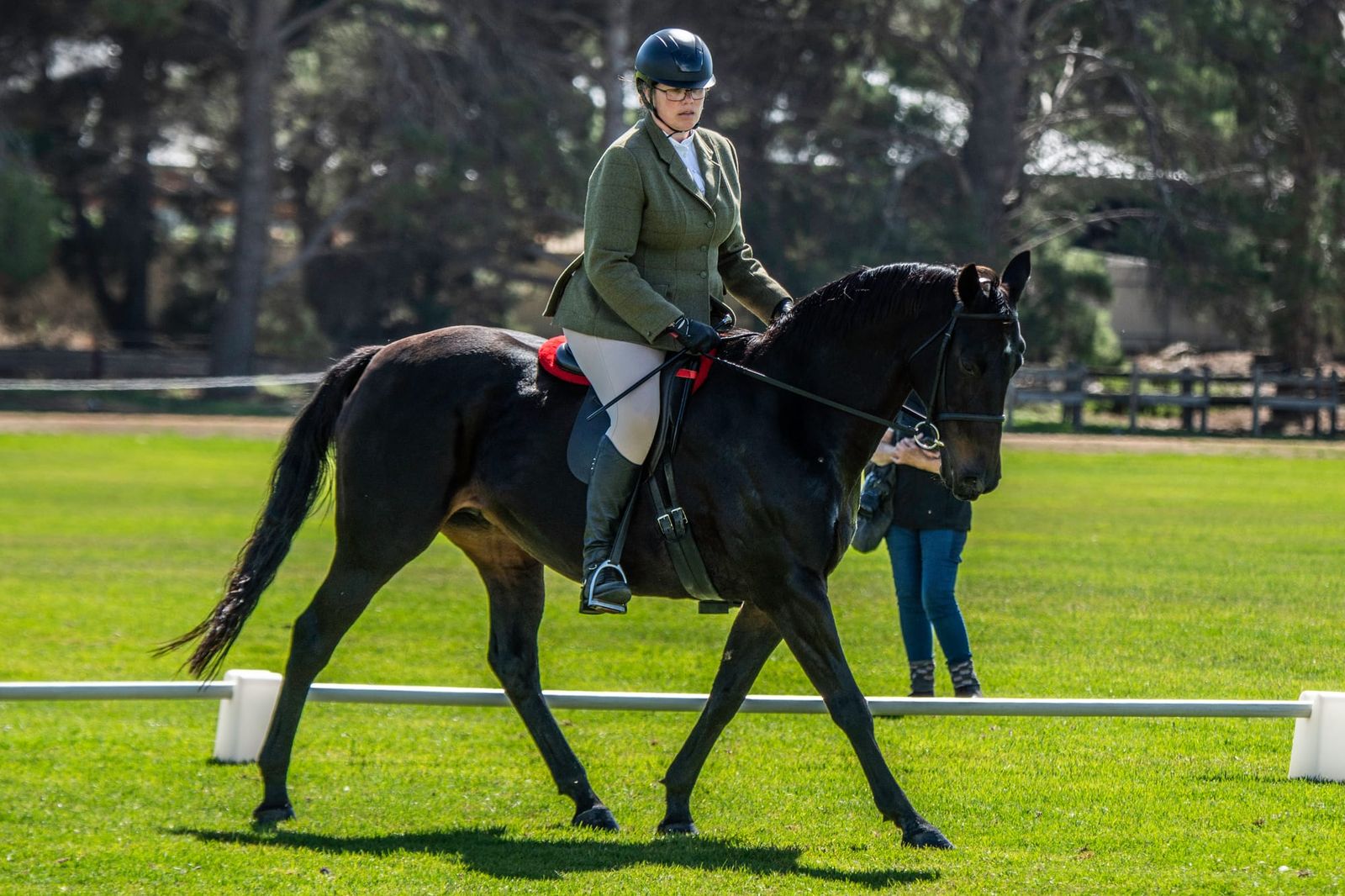 Strathalbyn hosts Morgan horses post image