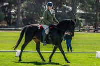 Strathalbyn hosts Morgan horses post image
