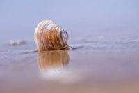 Goolwa Beach pipis back on the menu post image