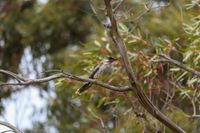 Turning backyards into bushyards post image