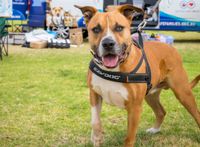 A lifeline for pets and families post image