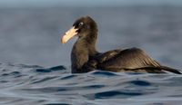 Community bird flu forum scheduled post image