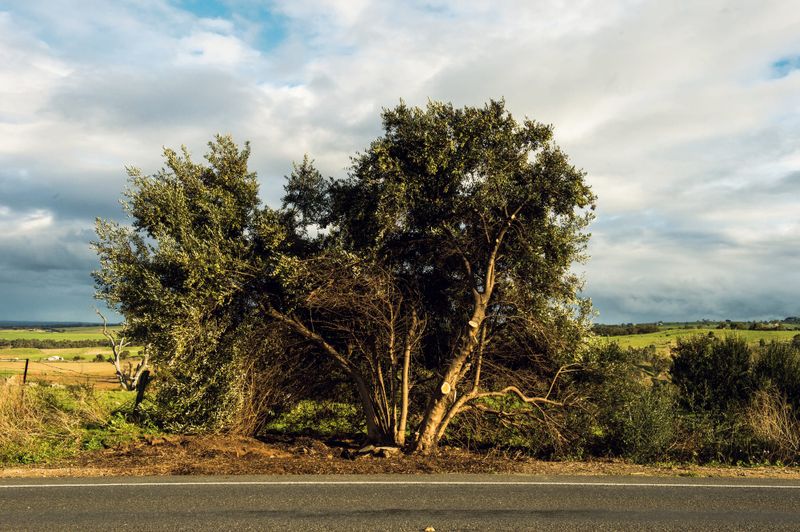 Bones found at Strathalbyn identified post image