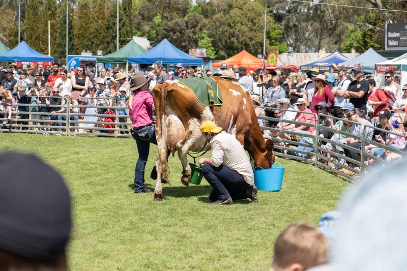 UDDER SUCCESS: Meadows Fair sees 10,000 crowd post image