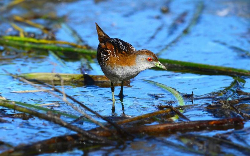 Council responds to biodiversity act post image