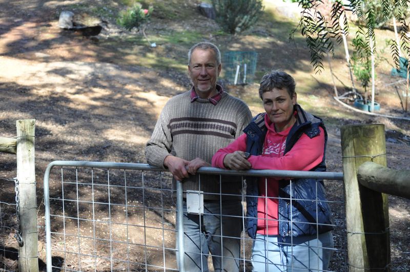 Belted Galloways find a home at McHarg Creek post image