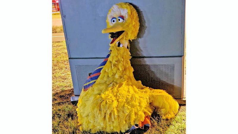 Murray Bridge Big Bird Bandit escapes jail time for impulsive theft post image