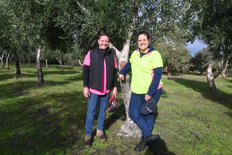 ‘FRESHLY SQUEEZED’: That’s a wrap on olive oil season post image