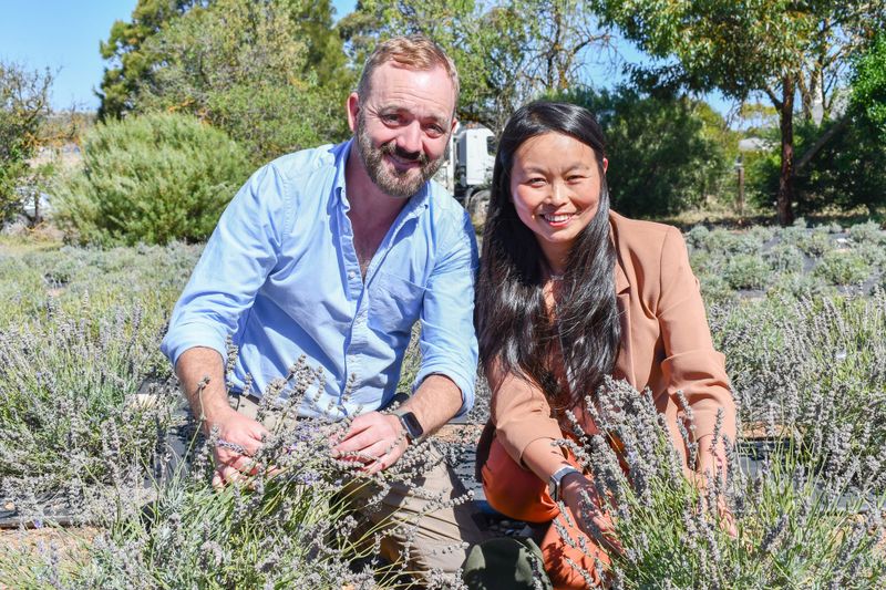 ‘Idyllic’ lavender farm hidden in Strathalbyn post image