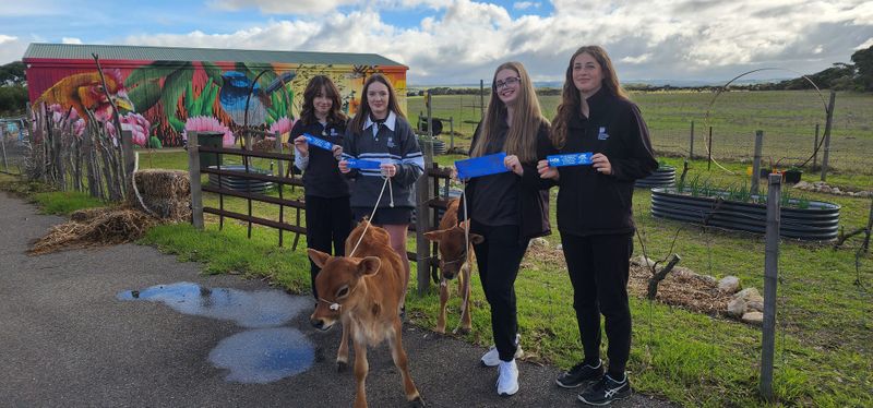 Goolwa Secondary College’s ag program moo-ving forward post image