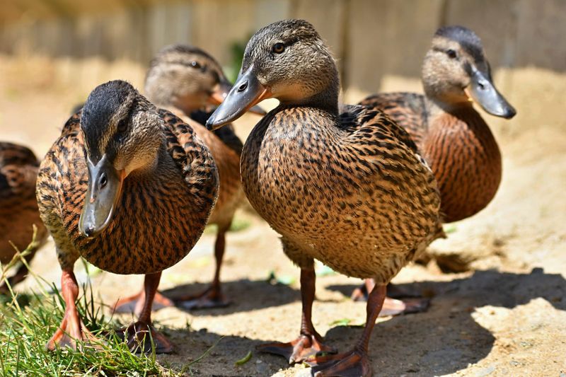 FOWL PLAY: Duck season officially opens amid criticisms over permit fees... post image