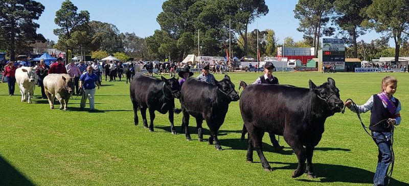 FINAL COUNTDOWN: Strathalbyn Show excitement heats up post image