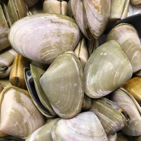 Washed up pipis at Goolwa Beach post image