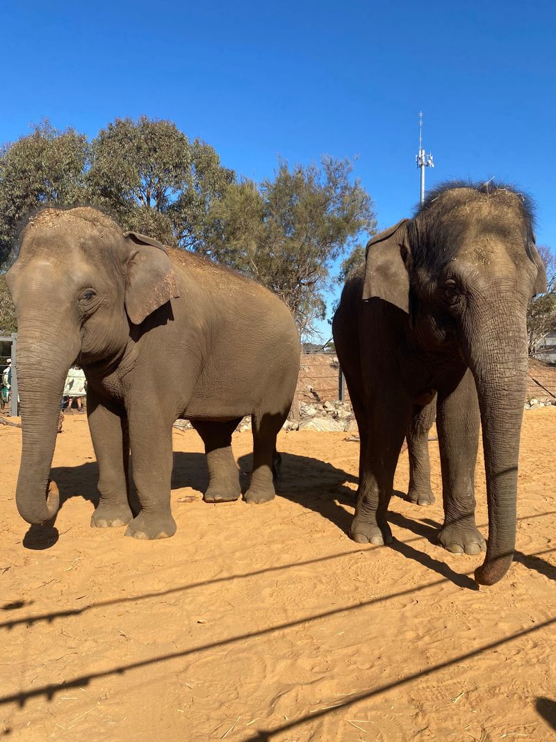 Female herd complete at Monarto Safari Park post image