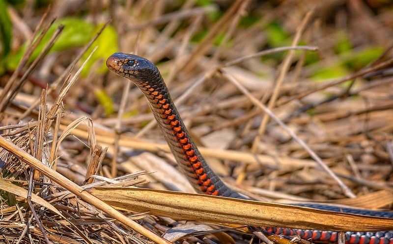 RESIDENTS BEWARE: Spring brings ssstart of snake season post image