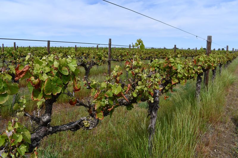 New technology deployed to help Langhorne Creek’s growers post image