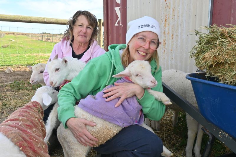 Safe haven created for farm animals post image