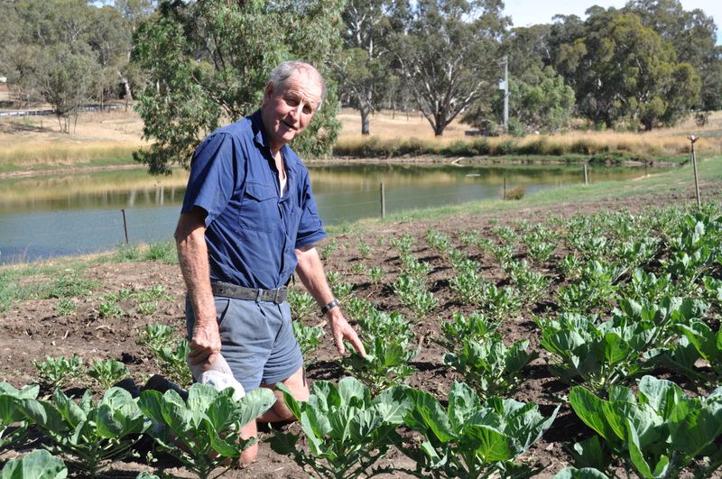 Ducks causing issues for Hills sprout farmer post image