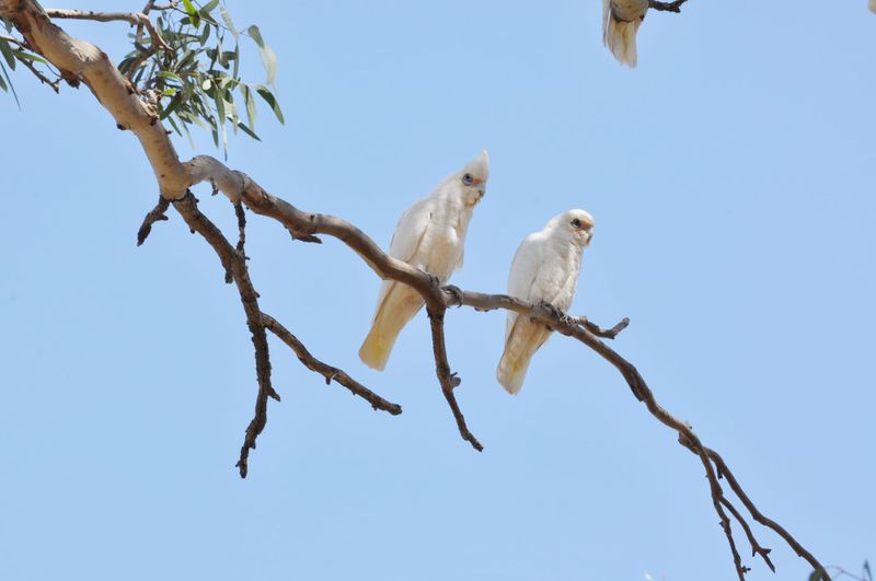 Community calls for action after corellas destroy cricket pitches post image