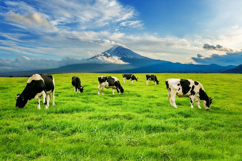 Another blow for dairy farmers post image