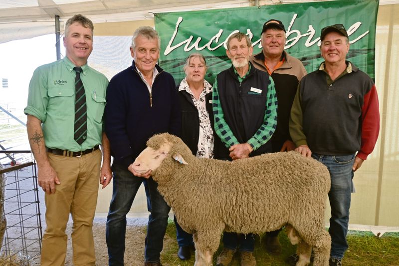 Top rams on offer in auction post image