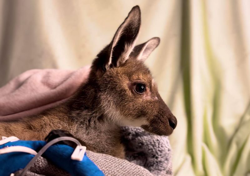 Suspected kangaroo poisonings post image