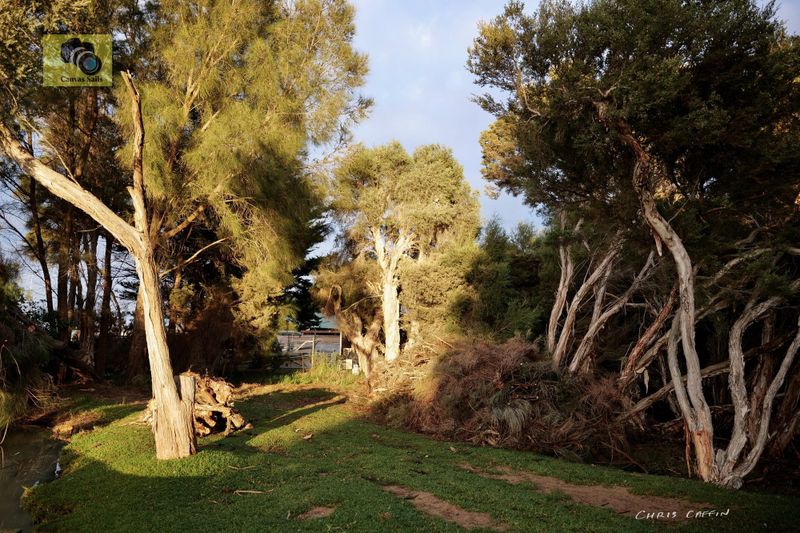 Community outcry halts unapproved Goolwa tree removals post image