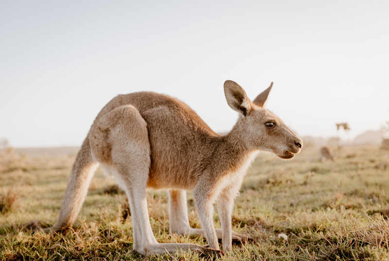 Kangaroo surveying planned for the Hills Fleurieu region post image