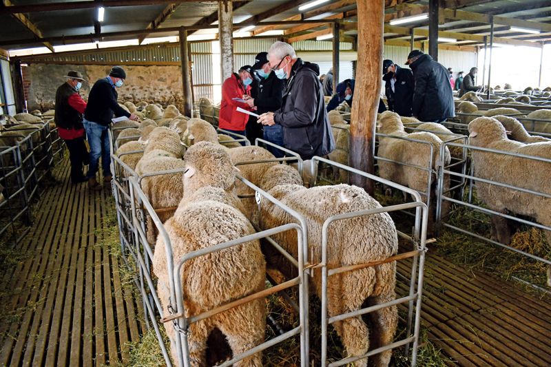 Dalveen’s Poll Merino Woodchester Ram Sale to raise the baa post image