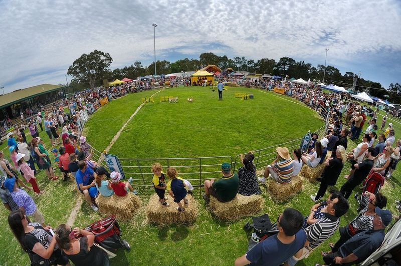 UDDER EXCITEMENT: Meadows prepares for weekend country fair post image