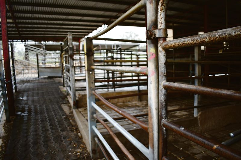 Strathalbyn Abattoir in jeopardy amid Co-op’s voluntary administration post image