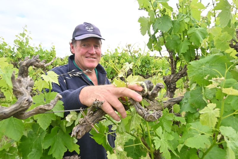 Grape start to the growing season post image