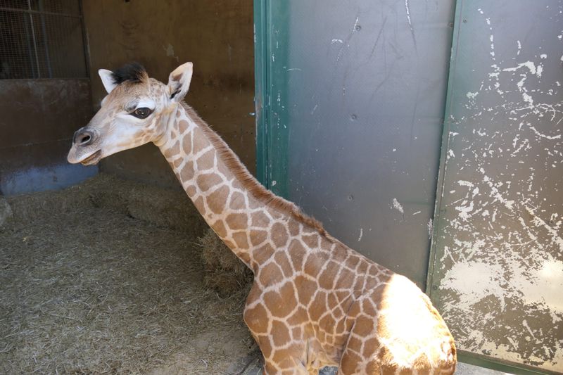 Monarto welcomes long-legged baby post image
