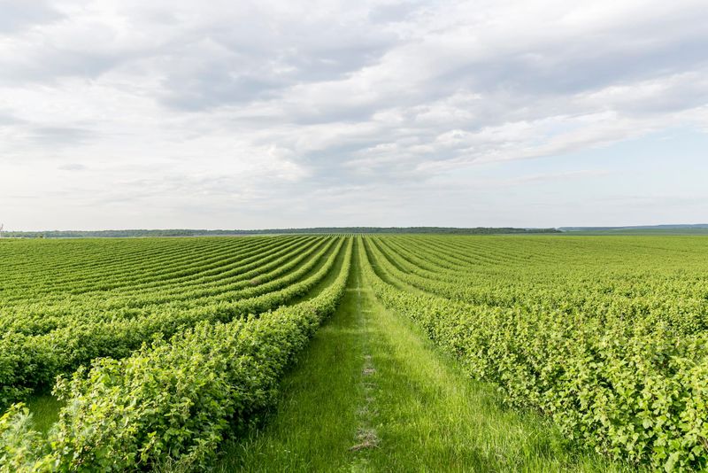Call SafeWork SA for advice on improving farm safety post image