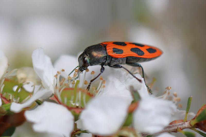BUZZ KILL: Insect decline worse than predicted post image