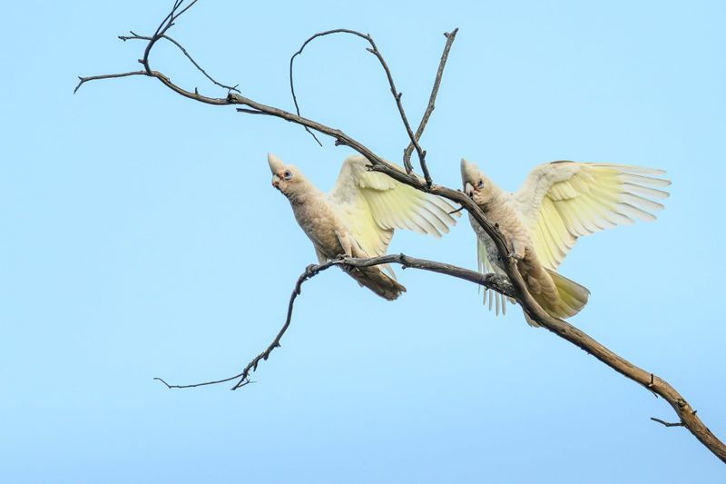 Corella problem continues post image
