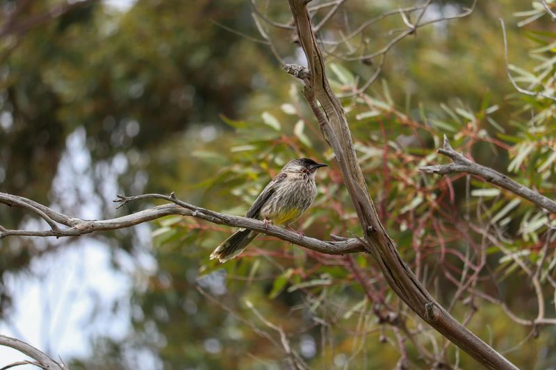 Turning backyards into bushyards post image
