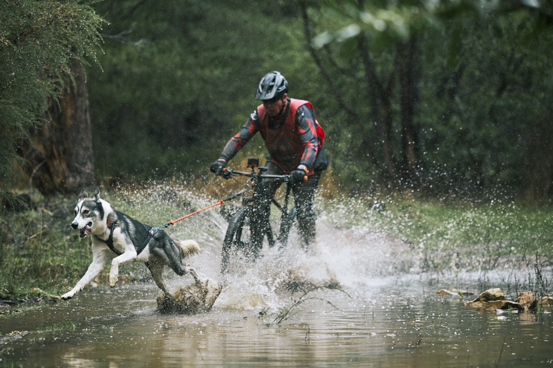 Sled dogs conquer Kuipto Forest post image