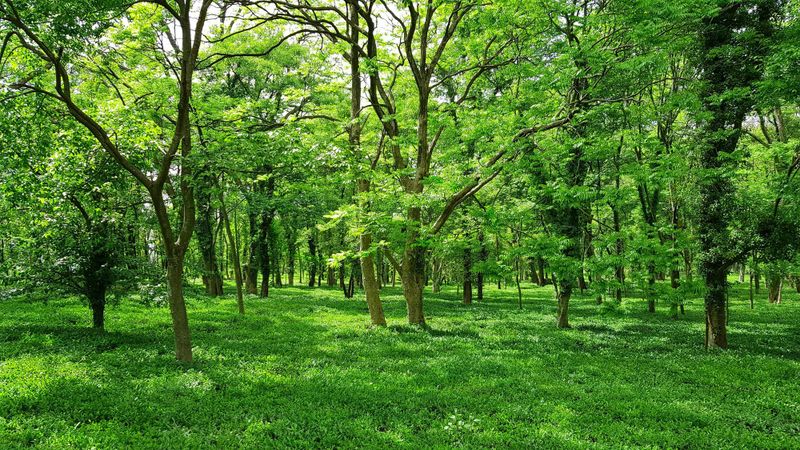Mount Barker biodiversity offset scheme axed post image