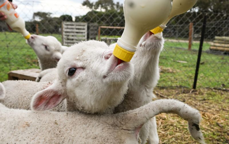 Baa-rilliant Ag program at Goolwa Secondary post image