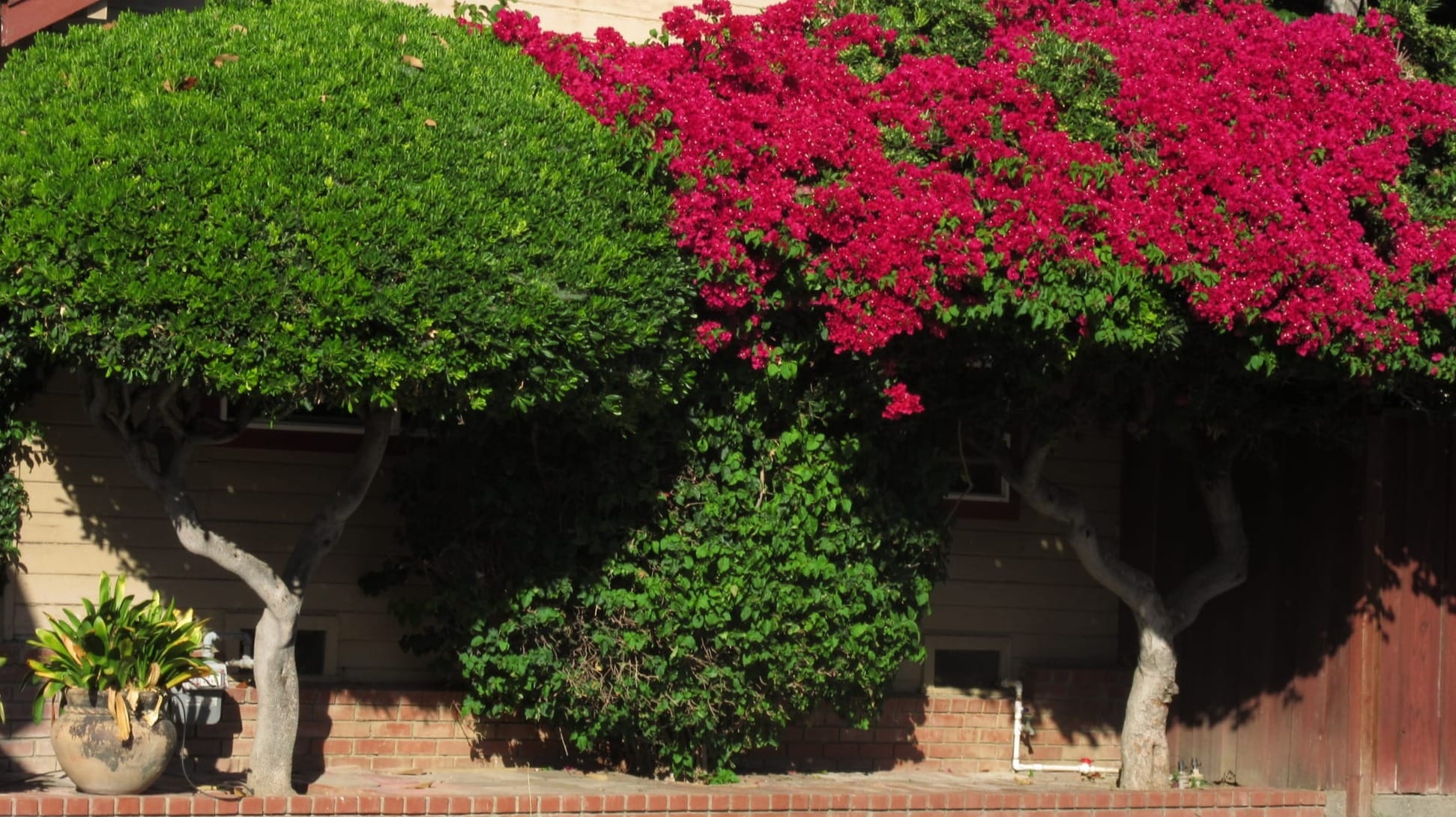 a tree with green leaves and red flowers landscaped in the shape of a mushroom.