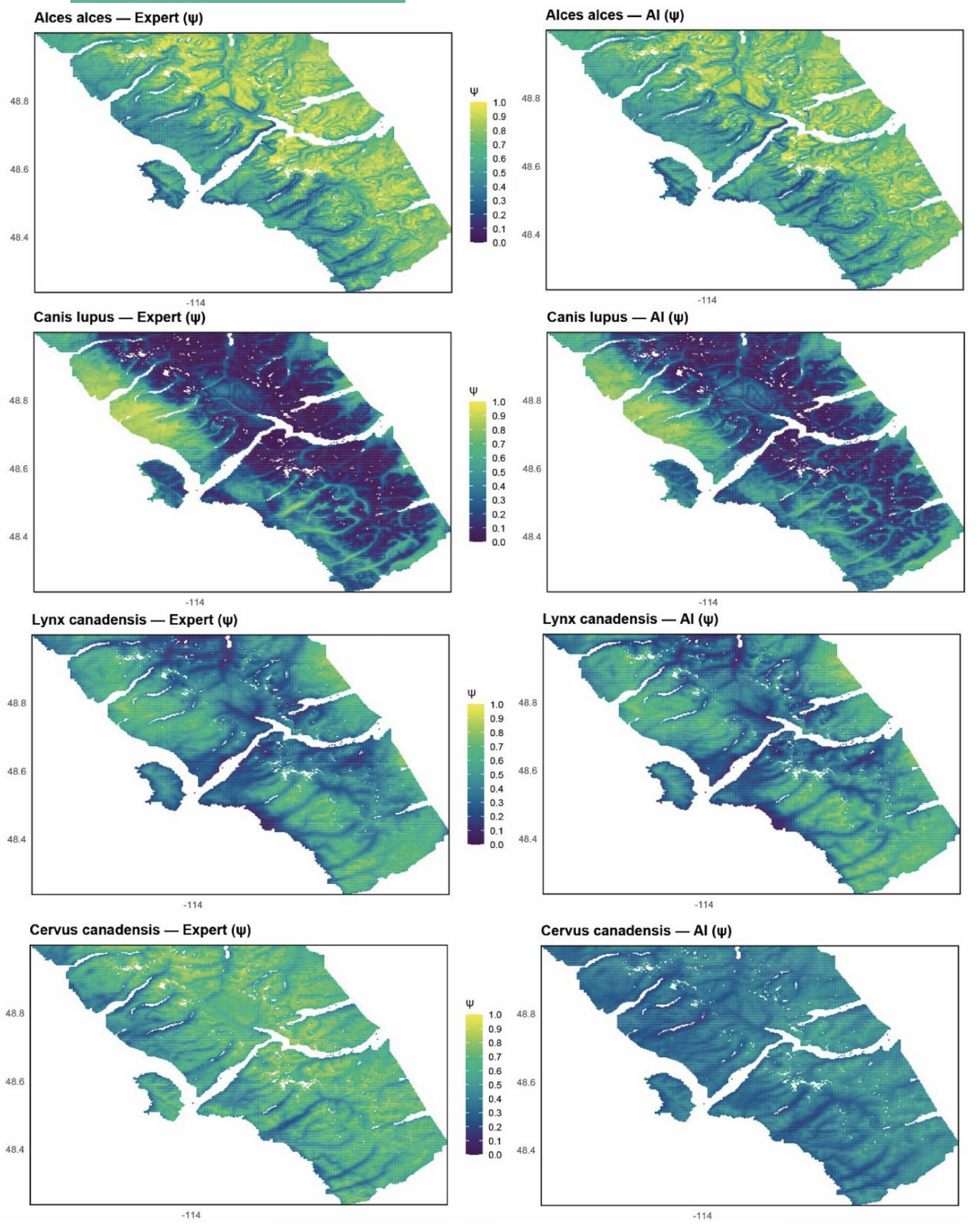 Figure 1. Probability of occupancy for moose, wolves, Canada lynx, and elk across the Montana study area | Credit: Thornton et al. 2026