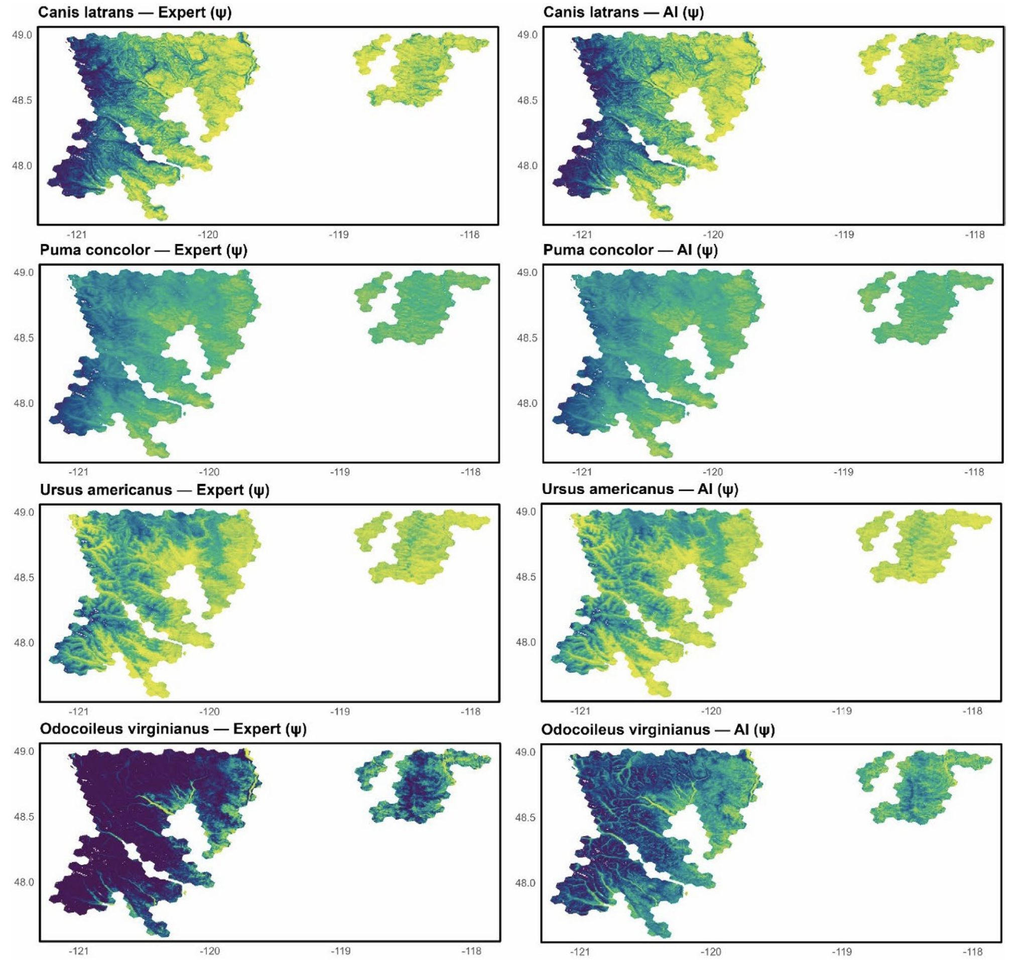 Figure 2. Probability of occupancy for coyotes, cougars, black bear, and white-tailed deer across the Washington study area. | Credit: Thornton et al. 2026