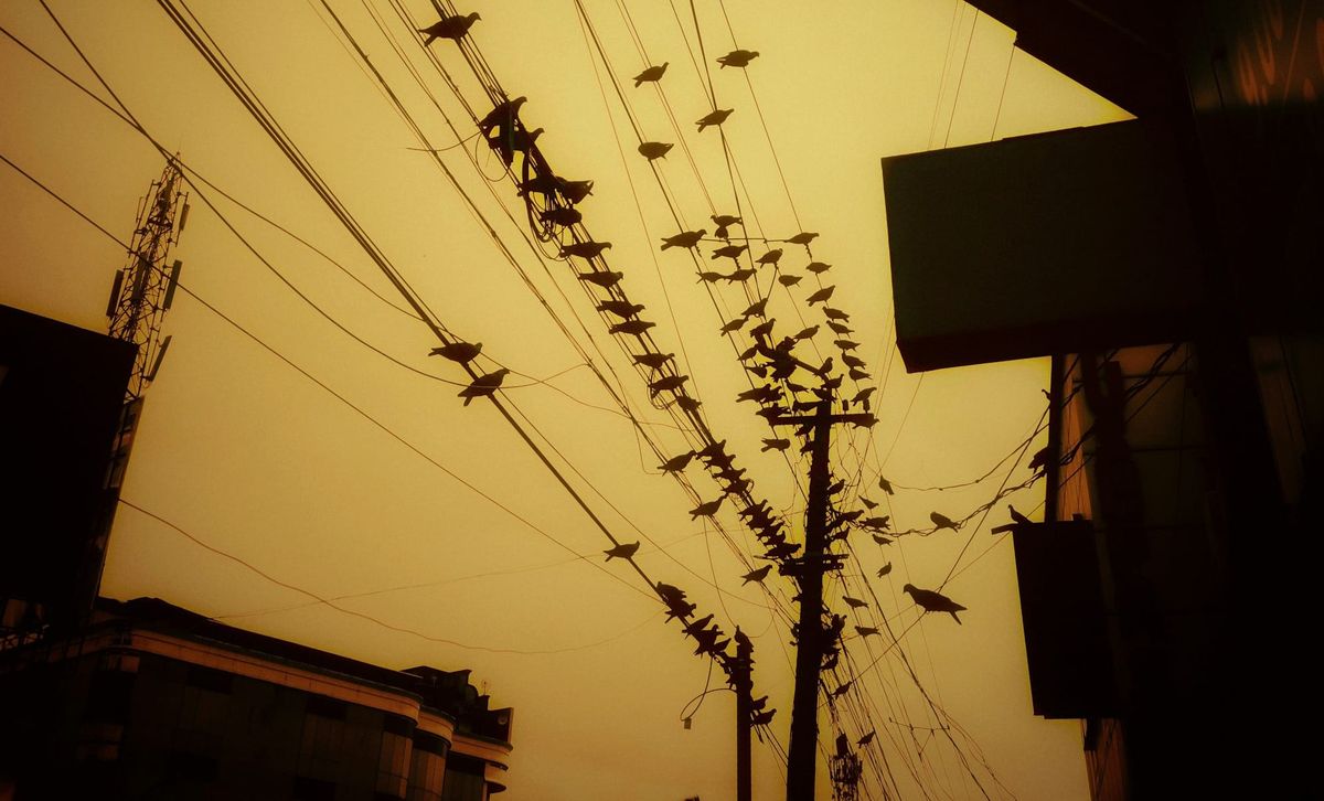 About The Wildlife Current