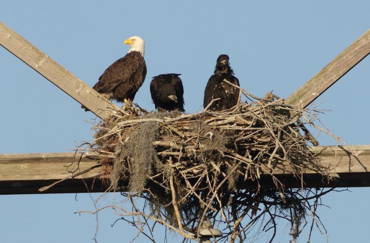 Bald Eagles nesting on a transmission tower.