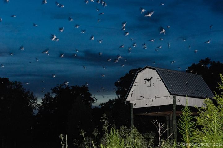 Bat Emergence